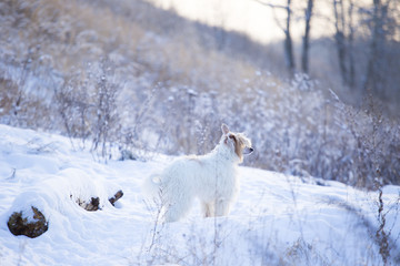 Fototapeta na wymiar White dog in winter