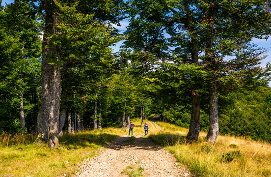tourists on a dirt road through Primeval Beech Forests of the Carpathians. gorgeous nature scenery in summer