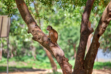 Ein Ceylon-Hutaffe, eine Art der Makaken, sitzt auf einem Baum im Nationalpark Yala auf der tropischen Insel Sri Lanka im Indischen Ozean bei einer Jeep Safari Tour