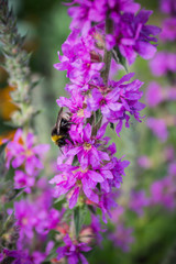 wild flowers in summer