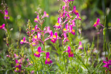 Fototapeta premium wild flowers in summer