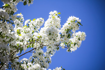Obraz premium apple-tree in bloom