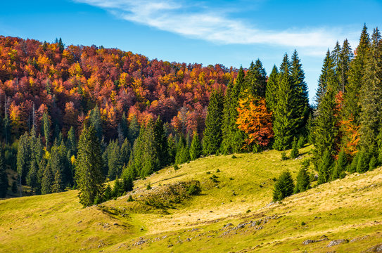 grassy hillside with mixed forest in autumn. picturesque nature scenery in Romanian mountains