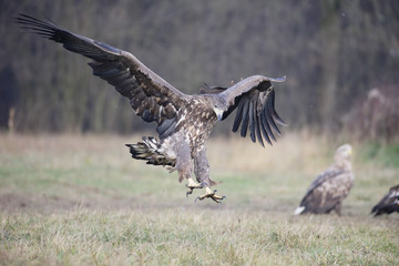 White-tailed sea-eagle, Haliaeetus albicilla