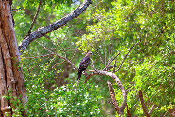 Ein Haubenadler sitzt auf einem Ast im grünen Jungle des Nationalpark Yala auf der tropischen Insel Sri Lanka im Indischen Ozean bei einer Jeep Safari Tour