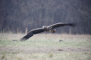 White-tailed sea-eagle, Haliaeetus albicilla