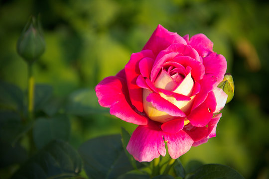 pink rose in the garden in summer