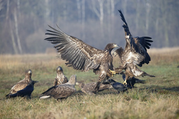 White-tailed sea-eagle, Haliaeetus albicilla