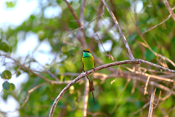 Bunter kleiner grüner Vogel namens Bienenfresser sitzt auf einem trockenen Ast im Nationalpark Yala auf der tropischen Insel Sri Lanka im Indischen Ozean bei einer Jeep Safari Tour
