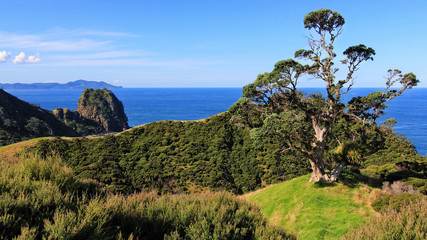 Fototapeta premium tree new zealand