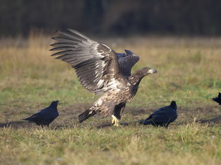 White-tailed sea-eagle, Haliaeetus albicilla
