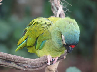 sleeping parrot