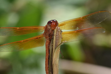 Flame Skimmer on Stick (Macro)