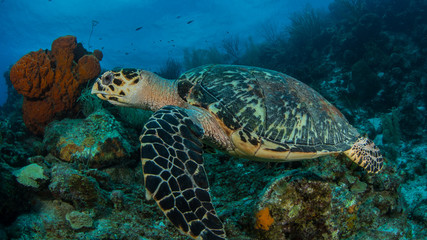 Schildkröte Curacao