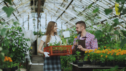 Young attractive florists couple in apron working in greenhouse. Cheerful woman walking with box of...