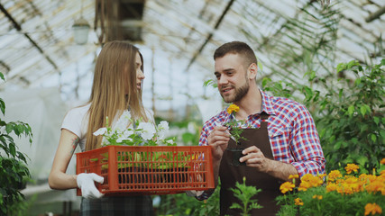 Young attractive florists couple in apron working in greenhouse. Cheerful woman walking with box of...