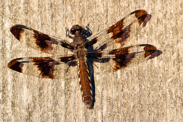 Twelve Spotted Dragonfly