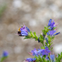 Bumblebee hidden behind the flower