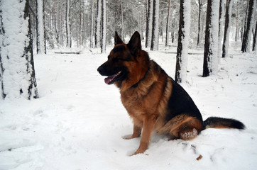 German shepherd in the winter forest