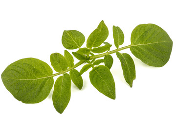 Leafs of potato, isolated on white background