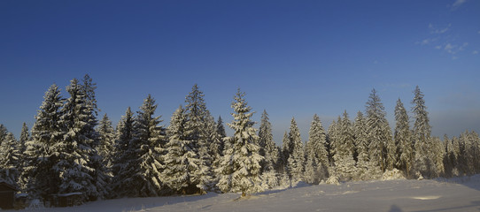 Fototapeta na wymiar winter trees under the snow