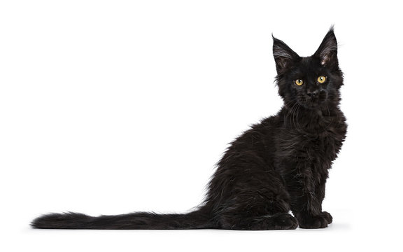 Black Maine Coon cat / kitten sitting side ways isolated on white background