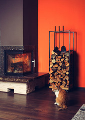 Cat sitting near burning fireplace