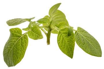 Leafs of potato, isolated on white background