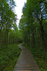 Fototapeta premium Der Weg - Naturschutzgebiet