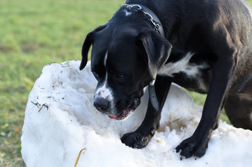 Duży czarny groźny pies biega po jesienno zimowym polu. Mix Amstaffa. 