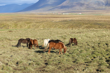 Icelandic horses on a grass field