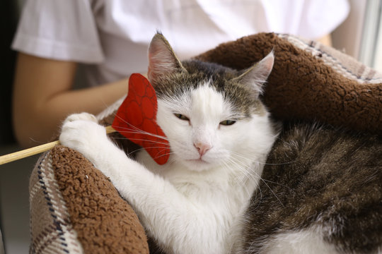 funny photo of cat in pet bed with paper heart close up 