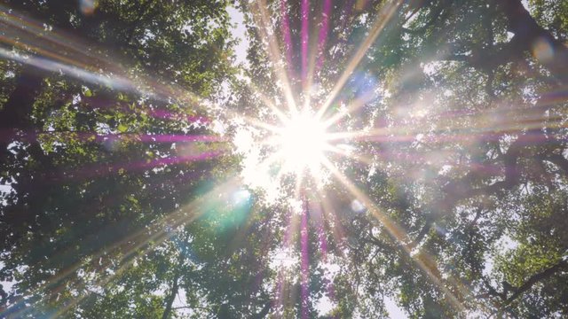 Morning Sunlight Through Tree Leaves
