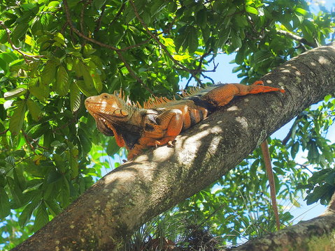 view of an  Iguana sitting in a tree at the medellin botanical garden in colombia