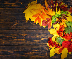 Naklejka na ściany i meble Beautiful autumn background with rowan and yellow, red leaves
