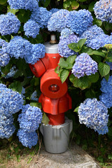 Hydrant mit Hortensien