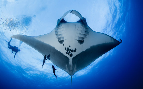 Manta Ray