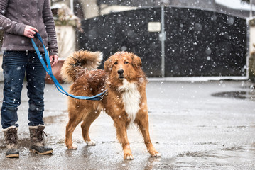 Woman with dog walk in winter on the road 