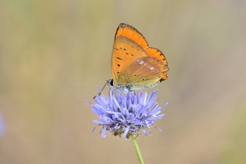lycaena virgaureae