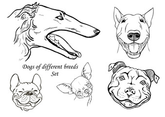 portraits of dogs of different breeds, black and white graphic vector illustration