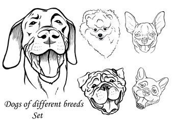 portraits of dogs of different breeds, black and white graphic vector illustration