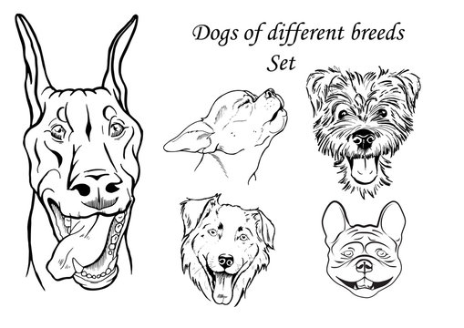 portraits of dogs of different breeds, black and white graphic vector illustration