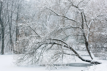 Winter lake beautiful landscape. Trees covered with snow.
