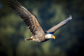 Bald eagle flying in the sky.