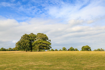 Trees in a Field