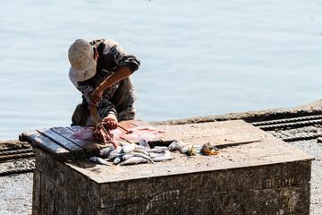 fisherman cutting fresh fish at essaouira port, morocco