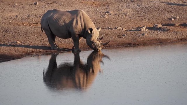 Namibia - Etoscha Nationalpark - Spitzmaulnashorn