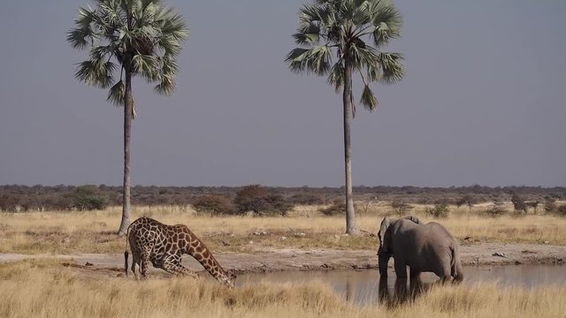 Namibia - Etoscha Nationalpark - Afrikanischer Elefant