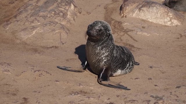 Namibia - Cape Cross - S&uuml;dafrikanischer Seeb&auml;r