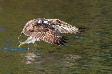 Osprey in Flight With Catch XXI
